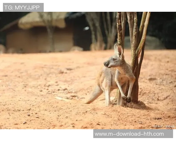 人与袋鼠的奇妙对决探索自然界中的生存智慧与适应能力